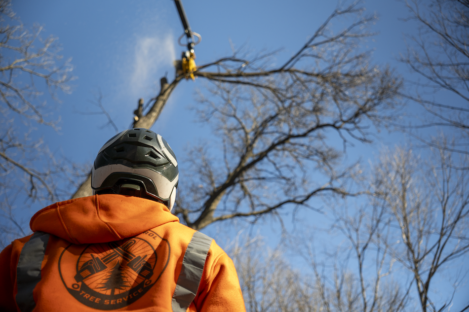 Total Control Tree Service crew member watching a rigged tree section overhead